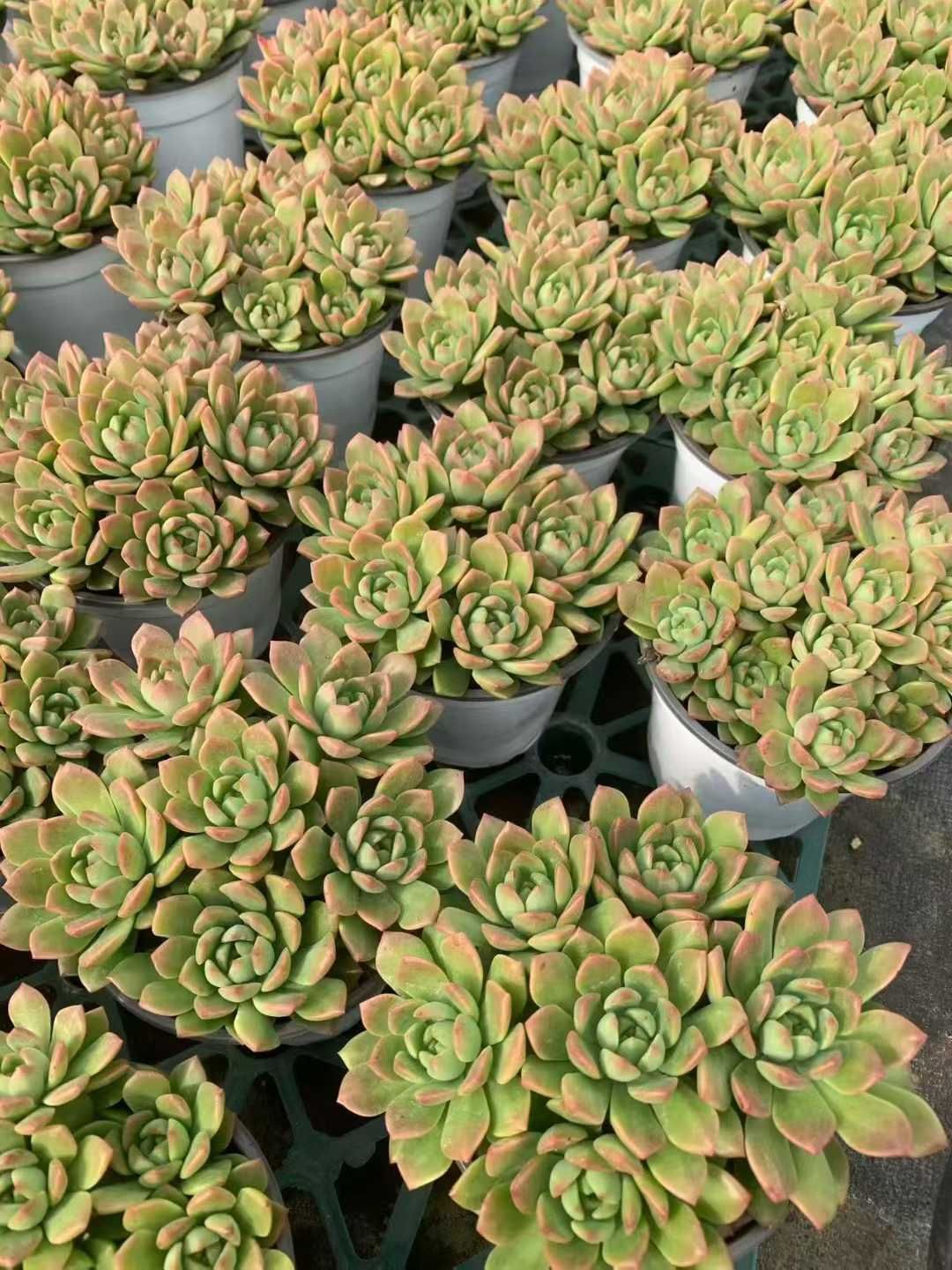 多肉植物 12品種♡抜き苗セット ☆送料無料☆多肉植物苗9種類セット☆おひとり様1セット限り！（一部