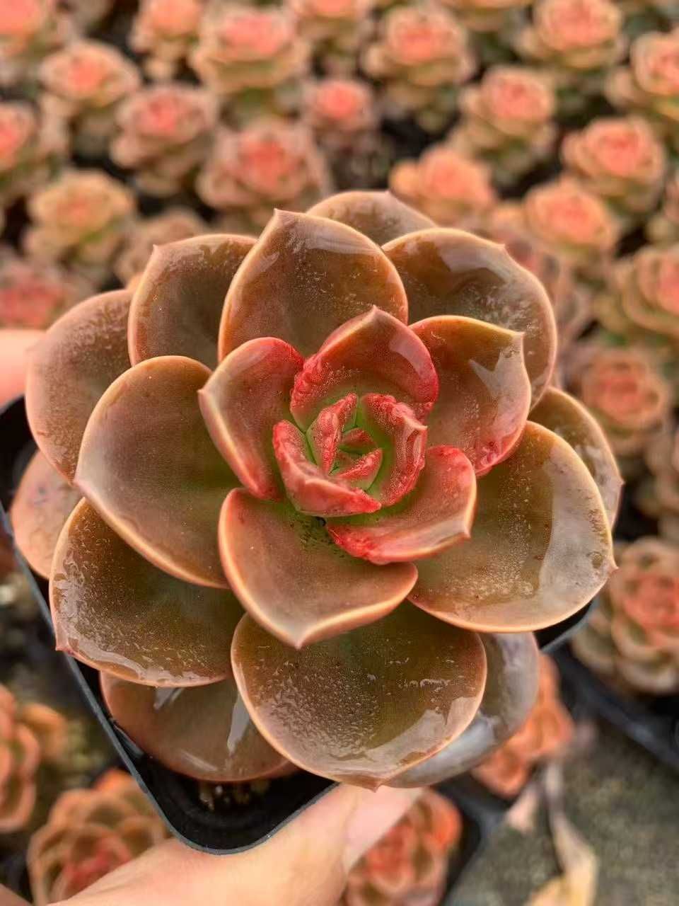 GWセール　多肉植物　チョコゴーサ　韓国苗 50株の抜き苗セット】チョコレート 多肉植物 佐川急便発送 エケベリア