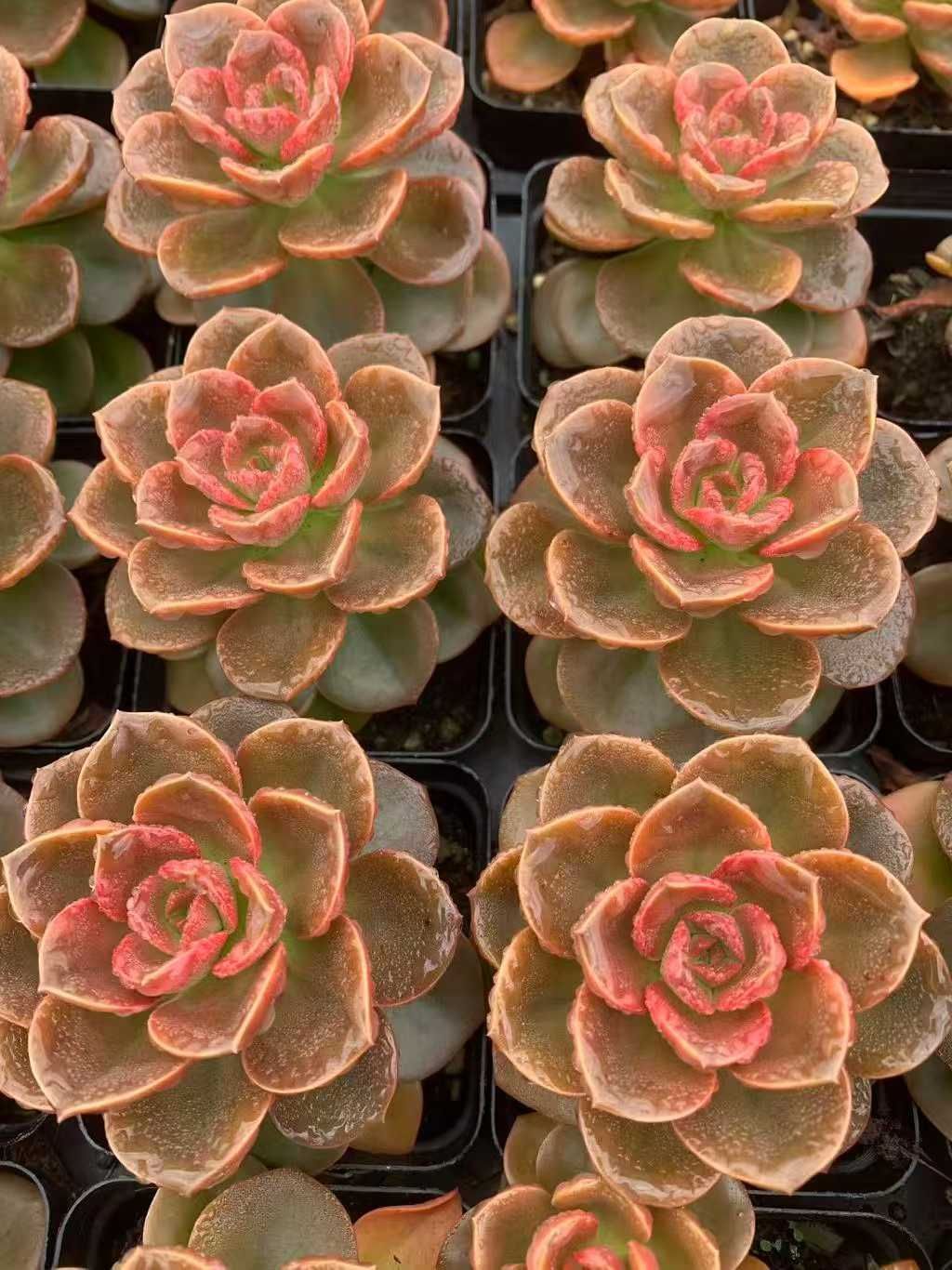 50株の抜き苗セット】チョコレート 多肉植物 佐川急便発送 エケベリア