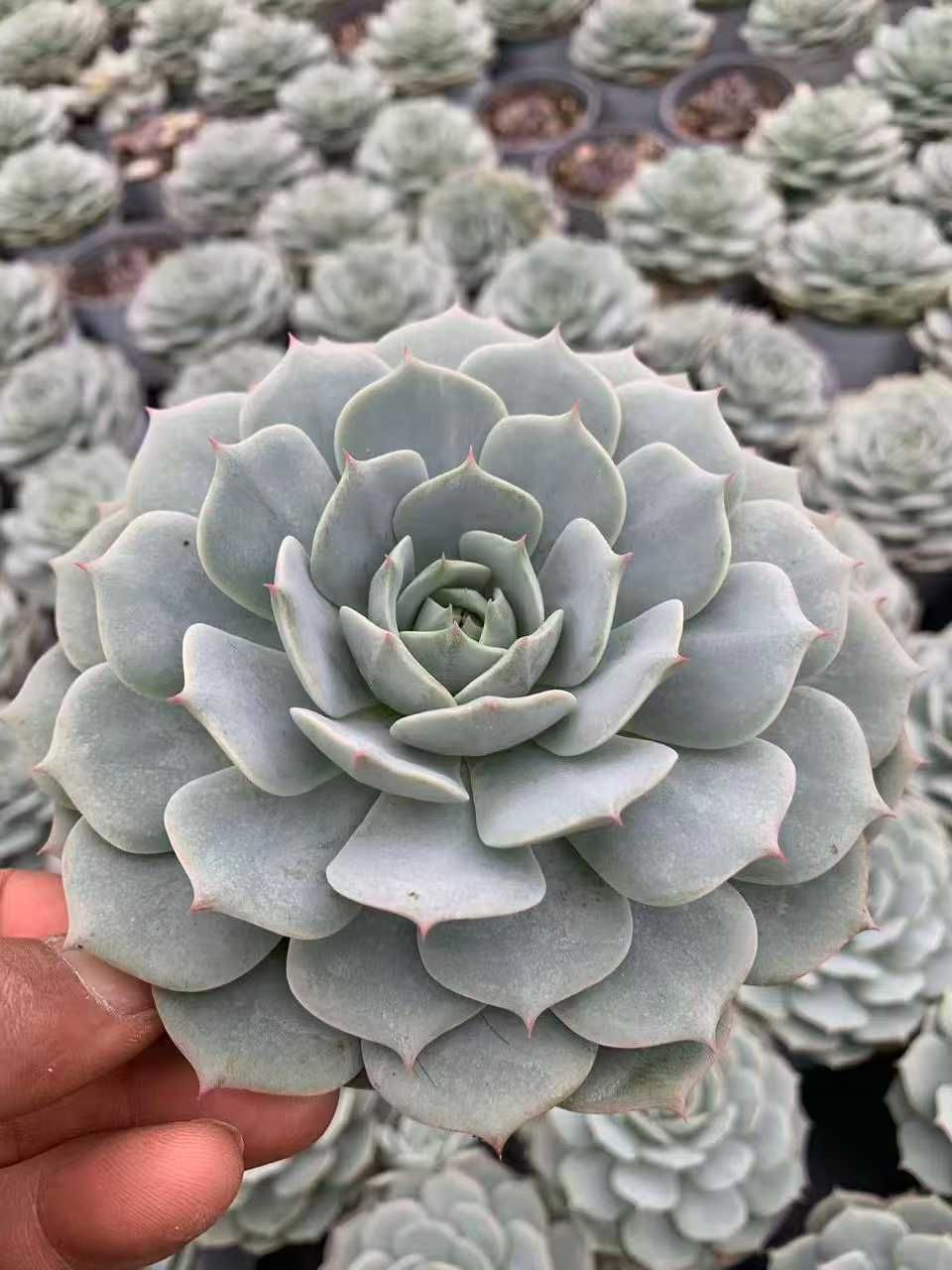 12株の抜き苗セット】ブルールナレン 多肉植物 佐川急便発送