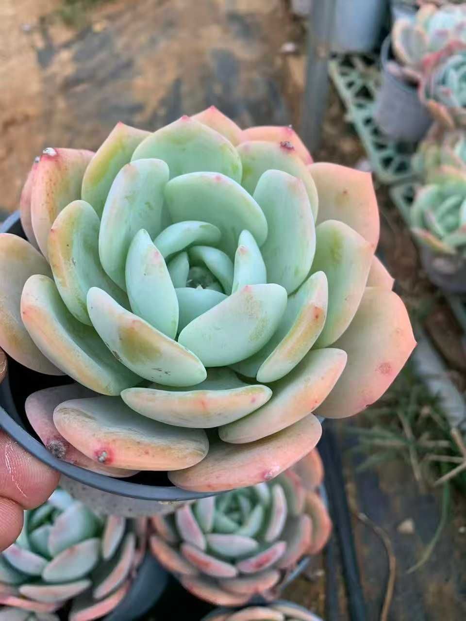 販売済み オープン記念セール アリエル石化 18株 抜き苗 美苗