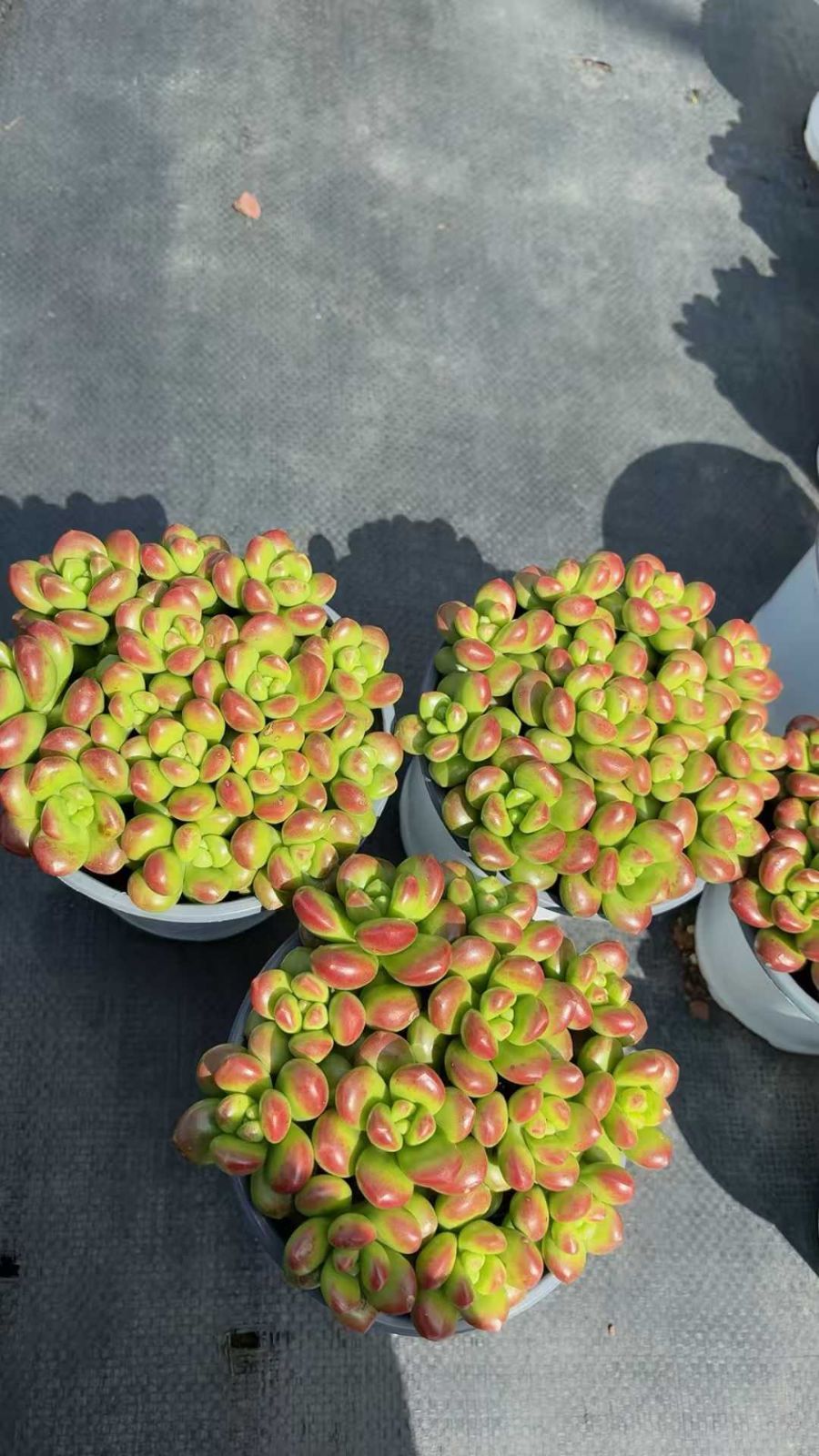 12株の抜き苗セット】松丸葉 多肉植物 佐川急便発送 エケベリア 韓国苗