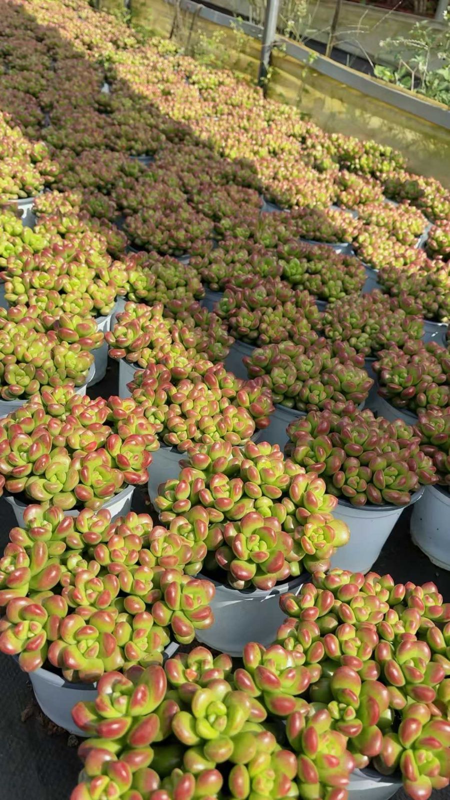 12株の抜き苗セット】松丸葉 多肉植物 佐川急便発送 エケベリア 韓国苗