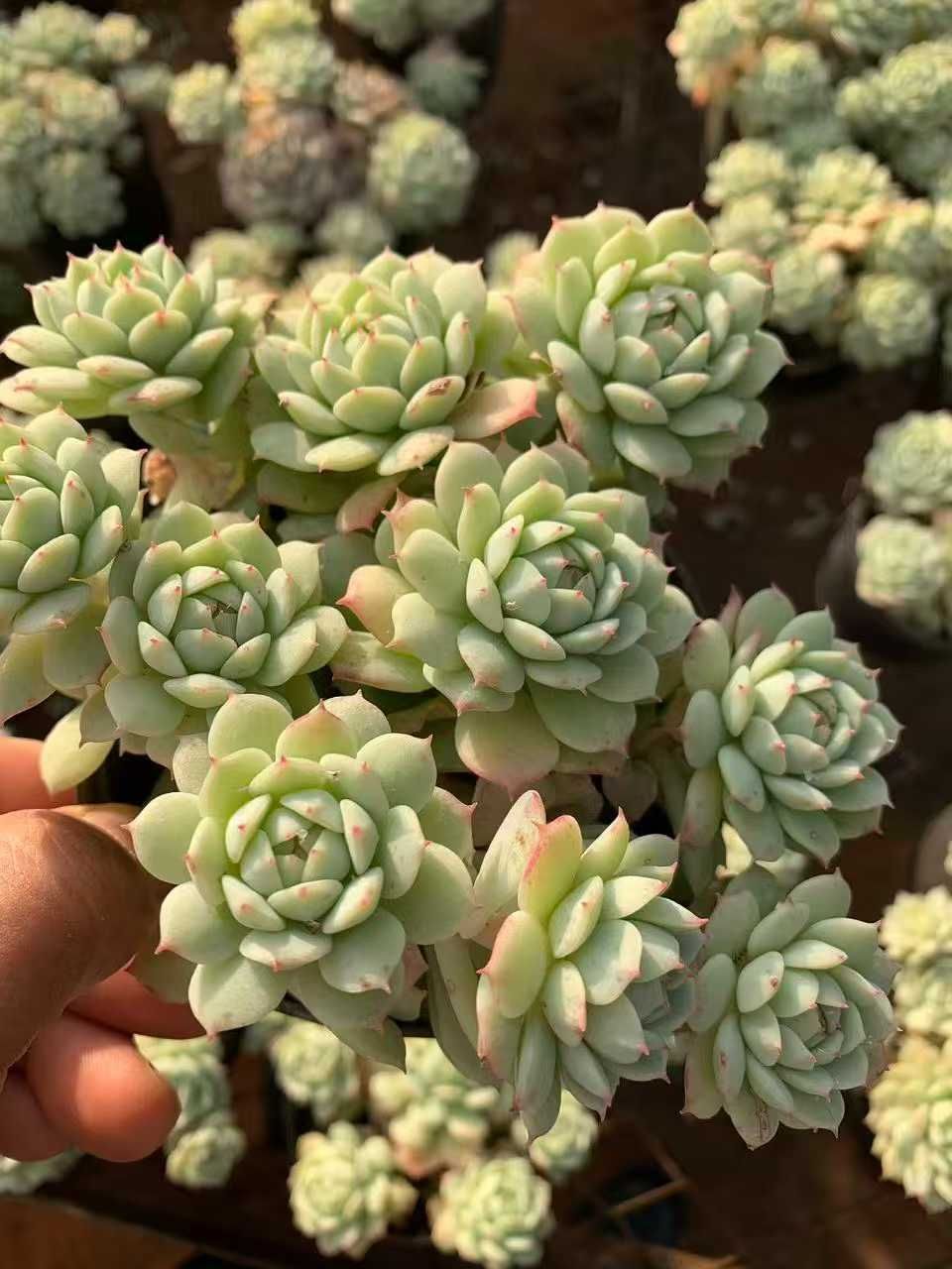 12株の抜き苗セット】デレンベルギー 多肉植物 佐川急便発送