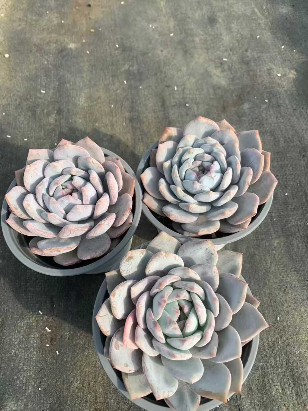 12株の抜き苗セット】オレンジモンロー 多肉植物 佐川急便発送