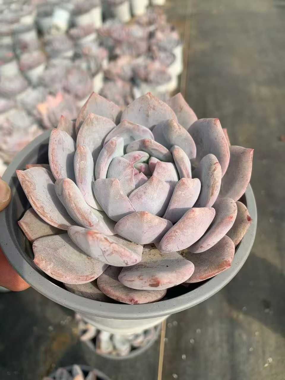 12株の抜き苗セット】オレンジモンロー 多肉植物 佐川急便発送