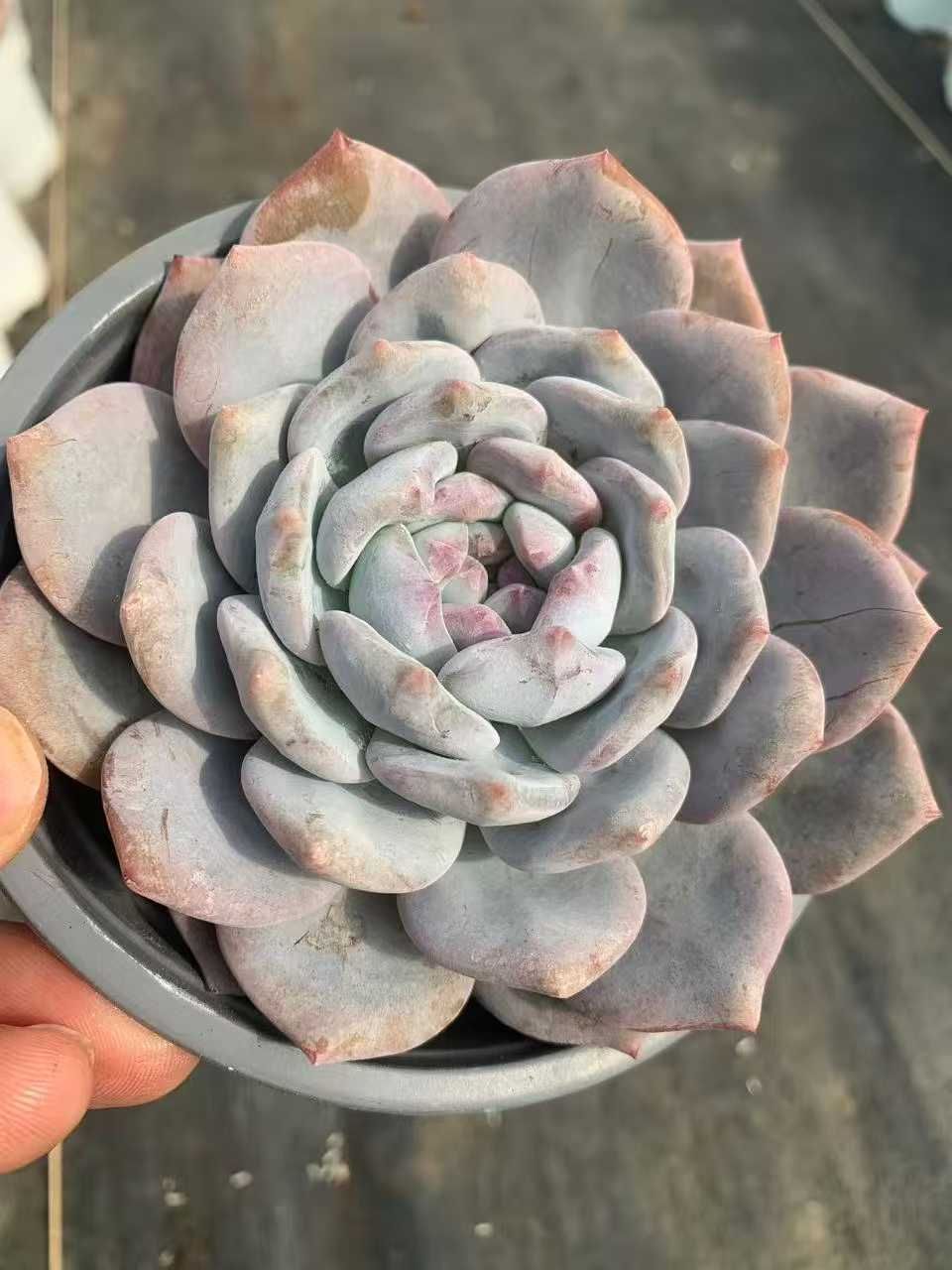 12株の抜き苗セット】オレンジモンロー 多肉植物 佐川急便発送