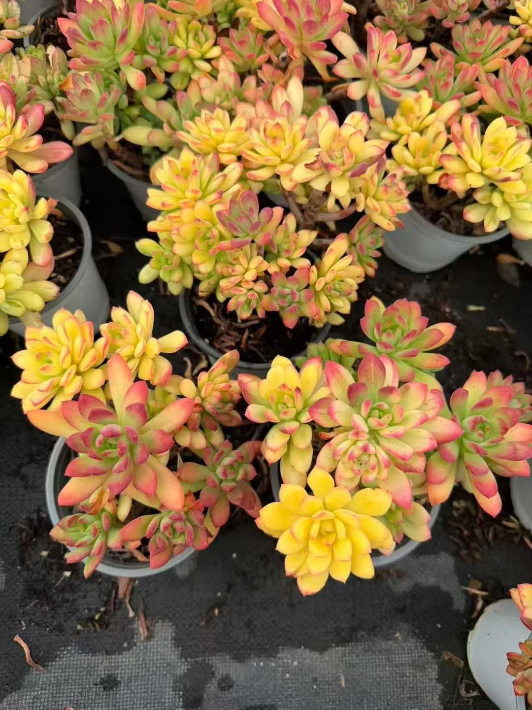 12株の抜き苗セット】レベル錦 多肉植物 佐川急便発送 エケベリア 韓国