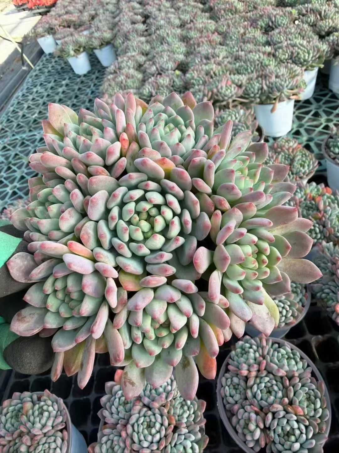 12株の抜き苗セット】ブルーアップル 多肉植物 佐川急便発送