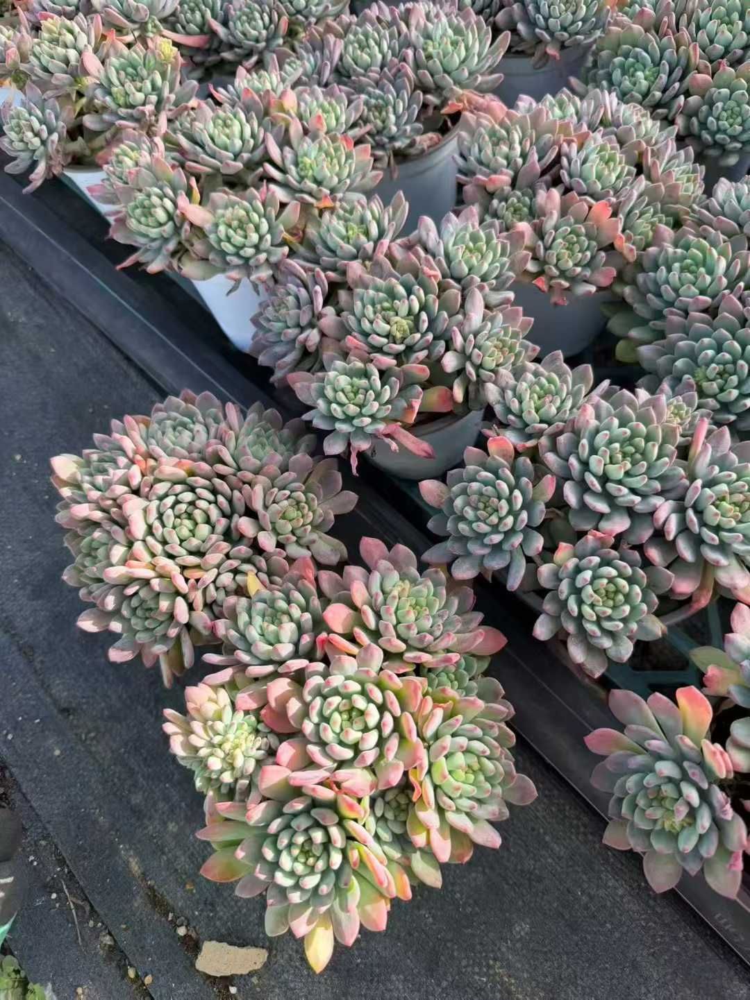 No.362 ❁ブルーアップル❁抜き苗 多肉植物 寄せ植え No.362 ❁ブルー