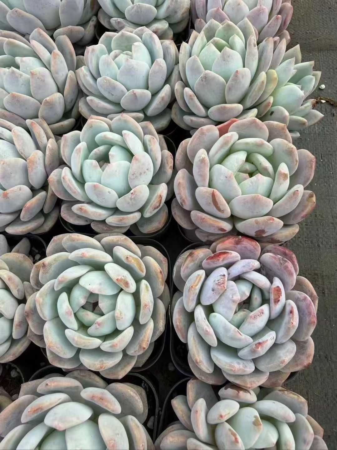 50株の抜き苗セット】スタージェッド 多肉植物 佐川急便発送