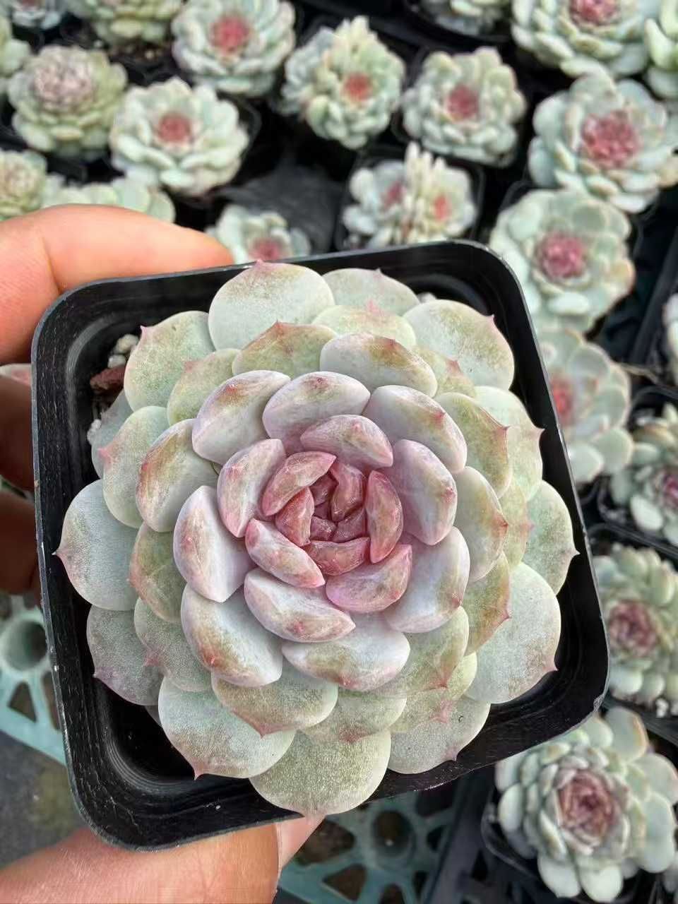 50株の抜き苗セット】ドリームジェニー 多肉植物 佐川急便発送