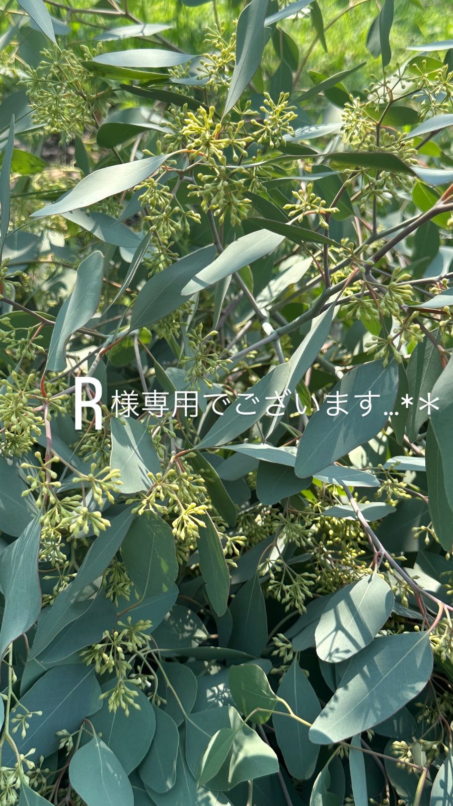 23 24日R様専用でございます…*＊