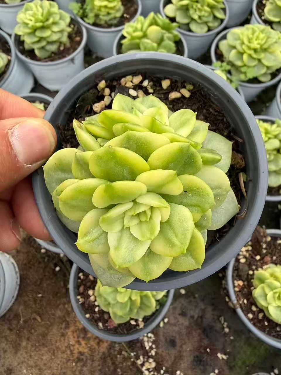 18株の抜き苗セット】ローリー錦 多肉植物 佐川急便発送 エケベリア