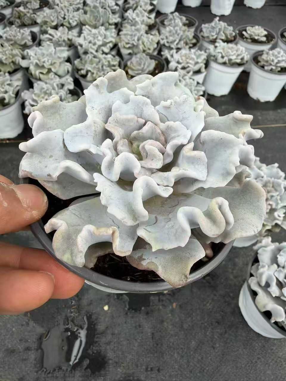 12株の抜き苗セット】クリスペイトビューティー 多肉植物 佐川急便発送