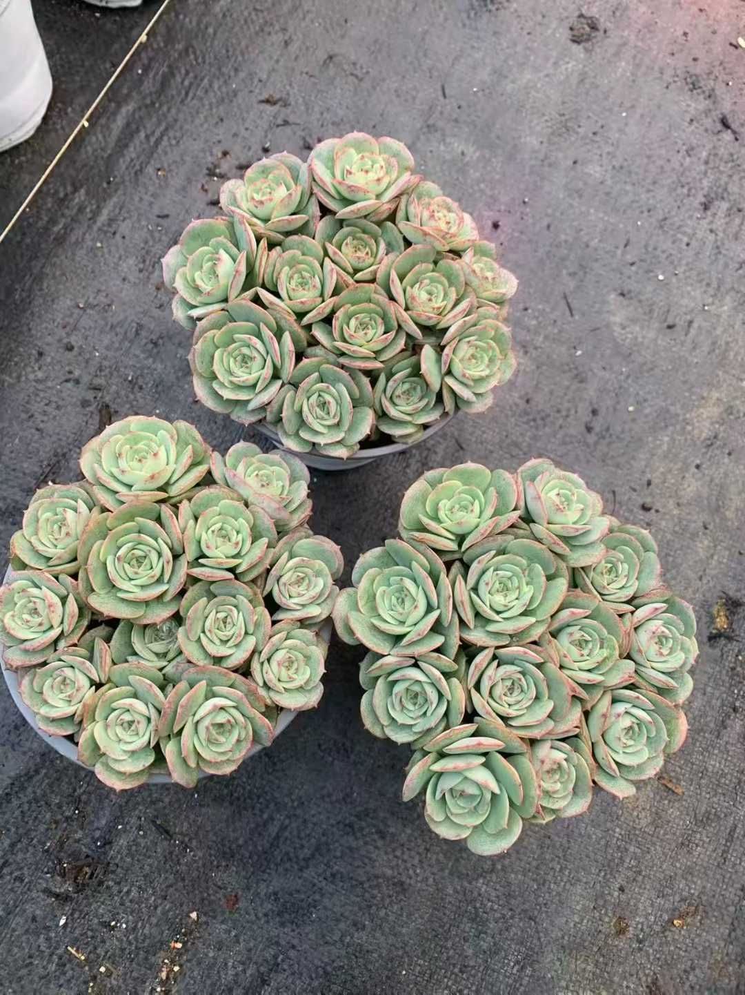 12鉢の土鉢付きセット】ロゼット 多肉植物 佐川急便発送 エケベリア