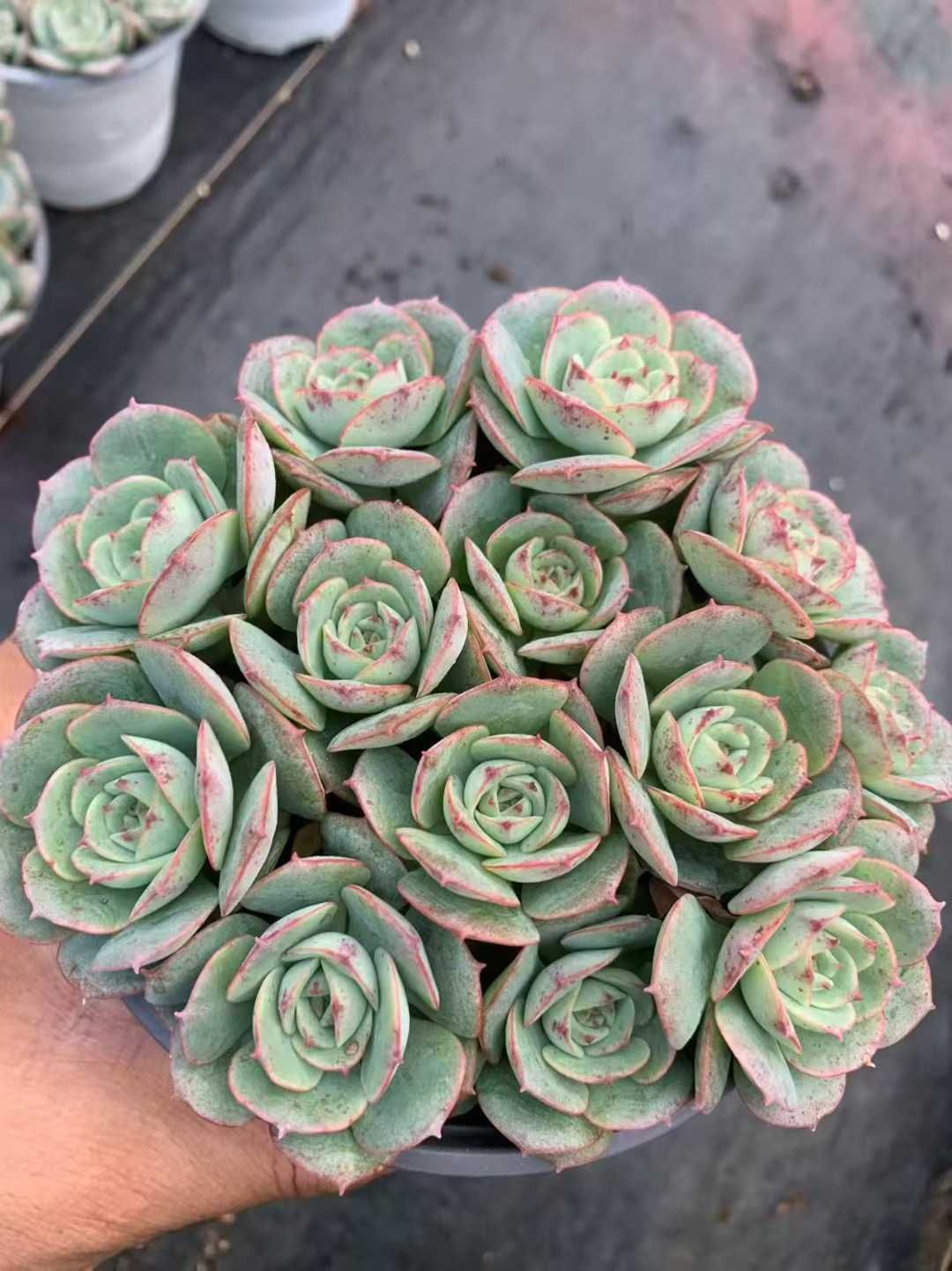 12鉢の土鉢付きセット】ロゼット 多肉植物 佐川急便発送 エケベリア