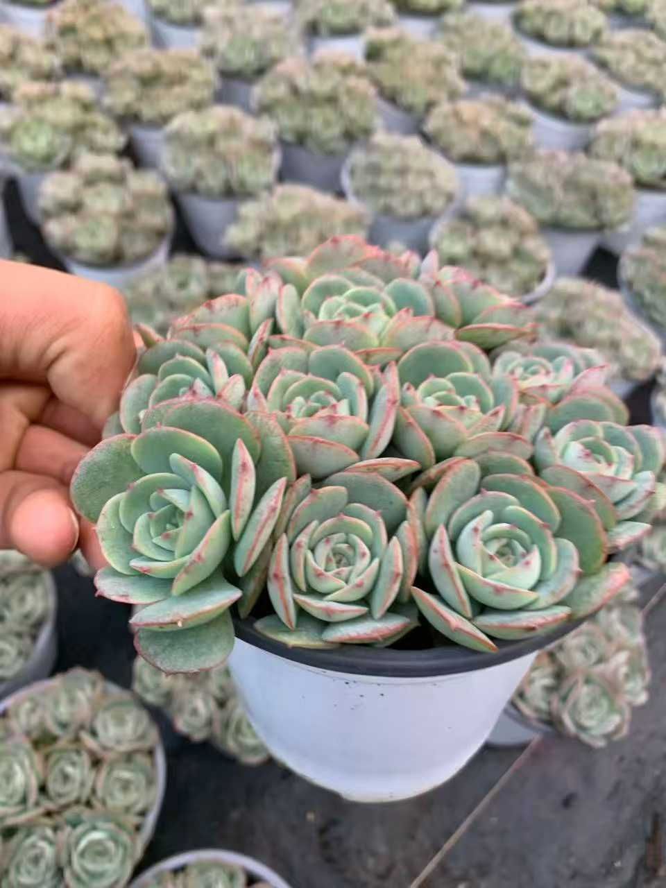 12鉢の土鉢付きセット】ロゼット 多肉植物 佐川急便発送 エケベリア