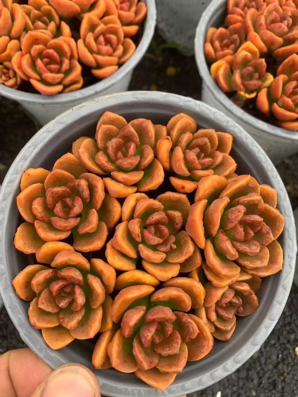 12鉢の土鉢付きセット】チョコレート 多肉植物 佐川急便発送