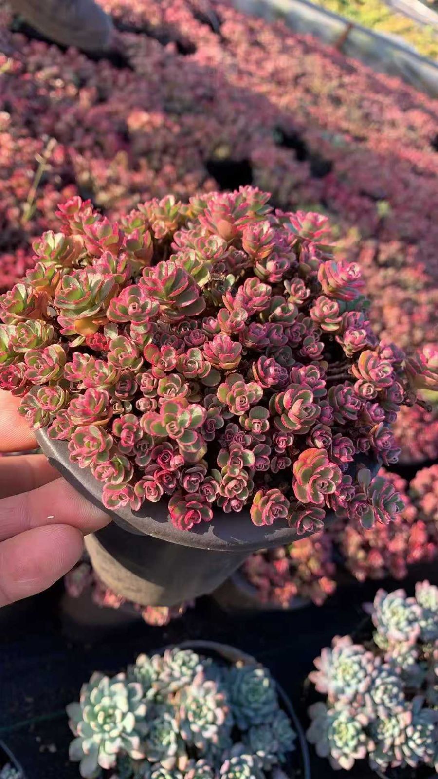 8鉢の土鉢付きセット】ドラゴンズブラッド錦 多肉植物 佐川急便発送