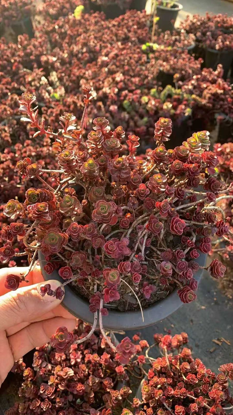 ま*こ様 A334 イチゴアイス錦 18株 多肉植物 抜き苗 エケベリア 韓国苗