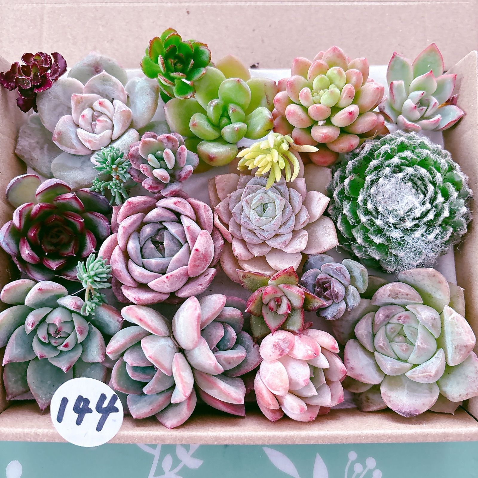 144 多肉植物寄せ植えセット - メルカリ