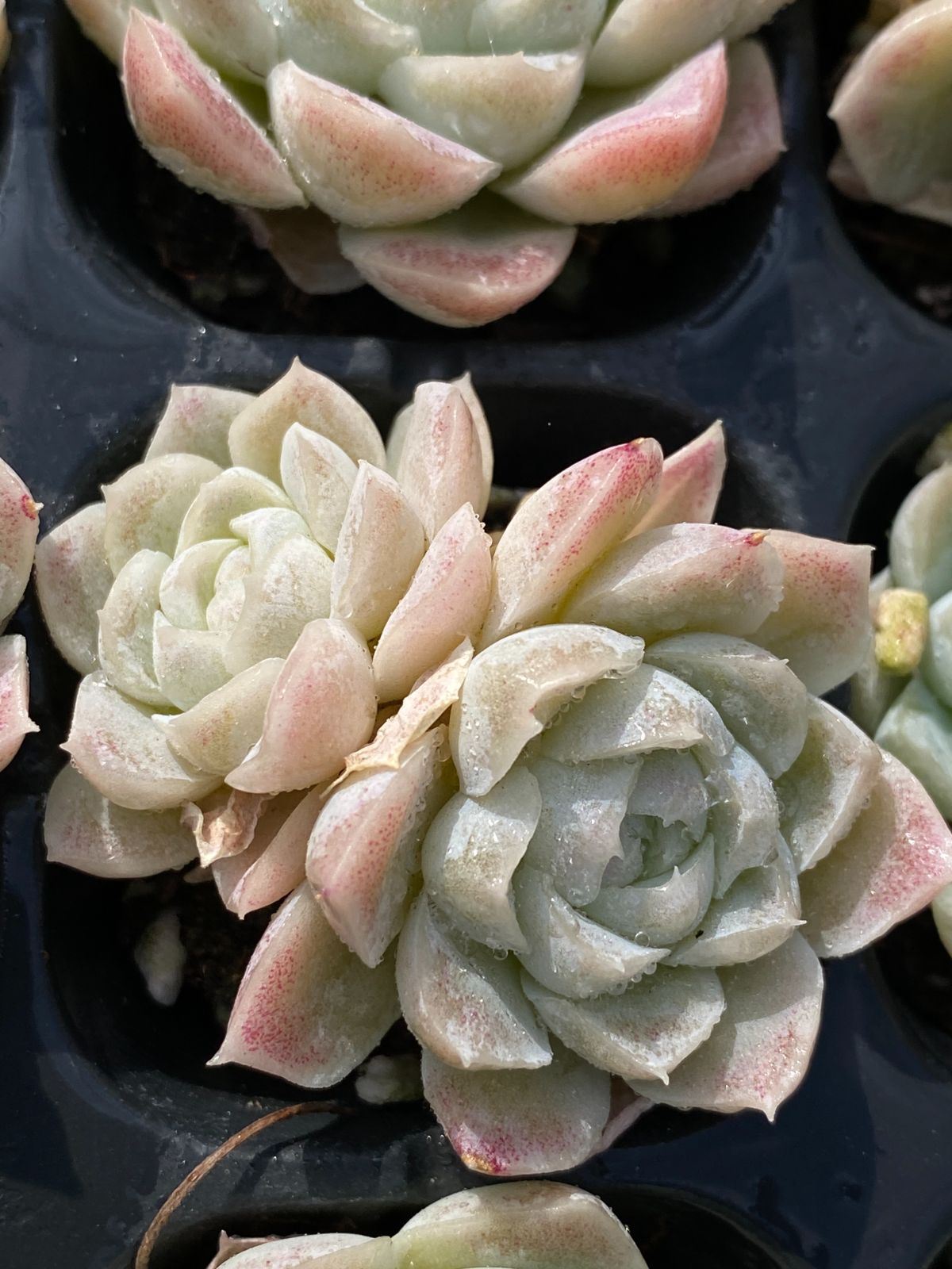 新入荷 ヒューミリス XP12×72苗 土付き 多肉植物 詰め合わせ