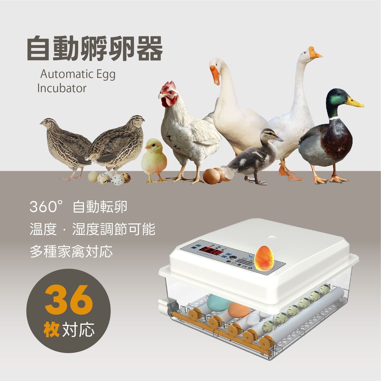 Kurflo 自動孵卵器 全自動孵化 インキュベーター 鳥類専用ふ卵器 自動孵卵器 最大36枚 家禽ハッチャー 温度/湿度調理 高精度制御 鶏/アヒル/ガチョウ/鳩/ウズラ の商品写真