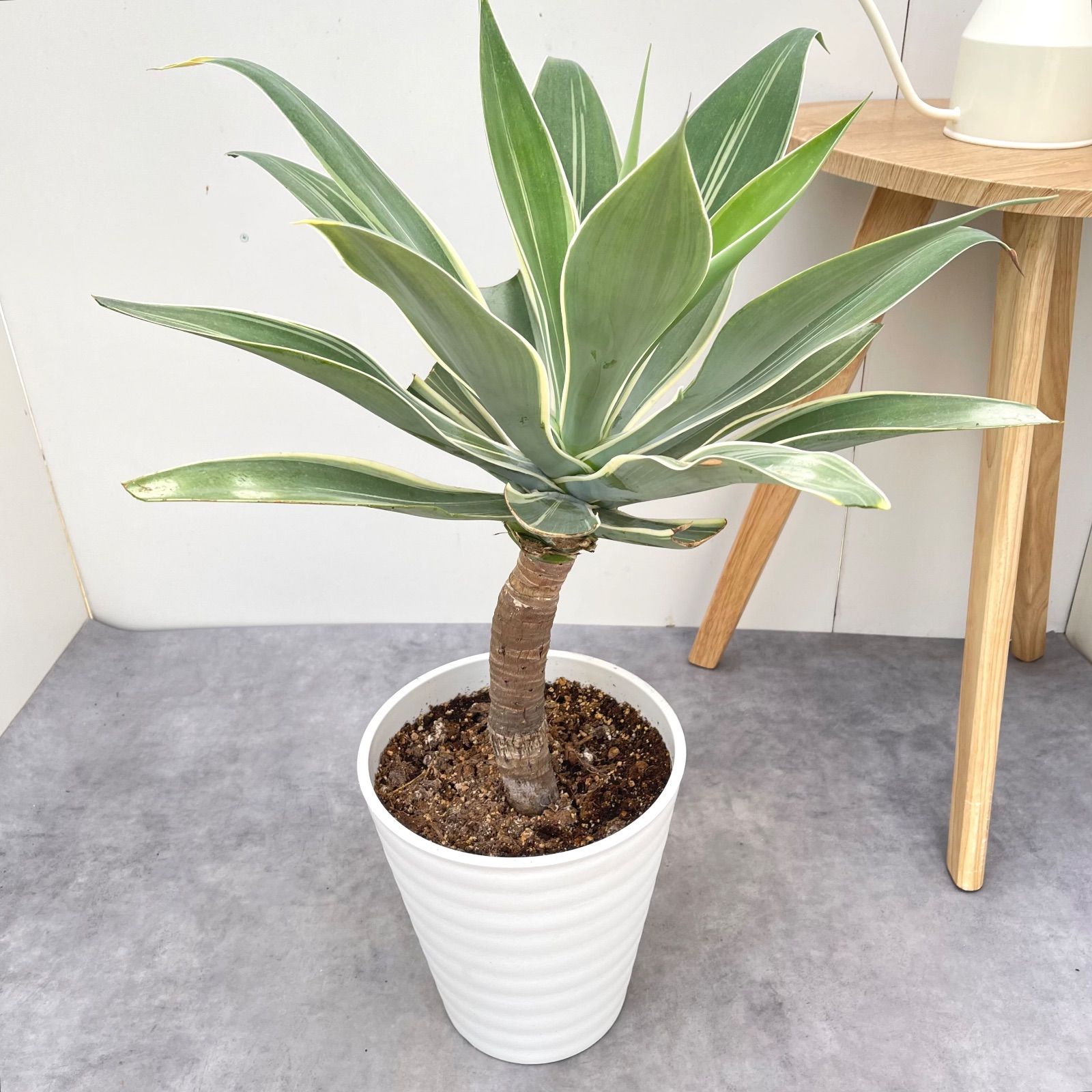 メルカリ便発送‼︎　アテナータ変わり斑　4カット苗 アガベ アテナータ 斑入り レオブライト 5【現品】☆希少☆ 観葉植物