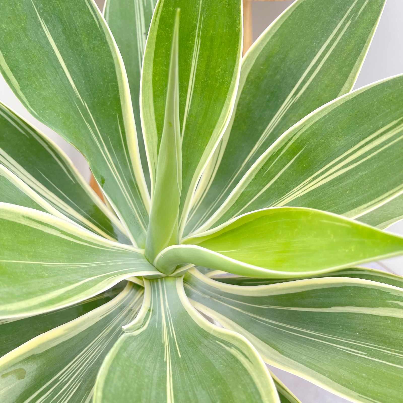 アガベ アテナータ 斑入り レオブライト 5【現品】☆希少☆ 観葉植物