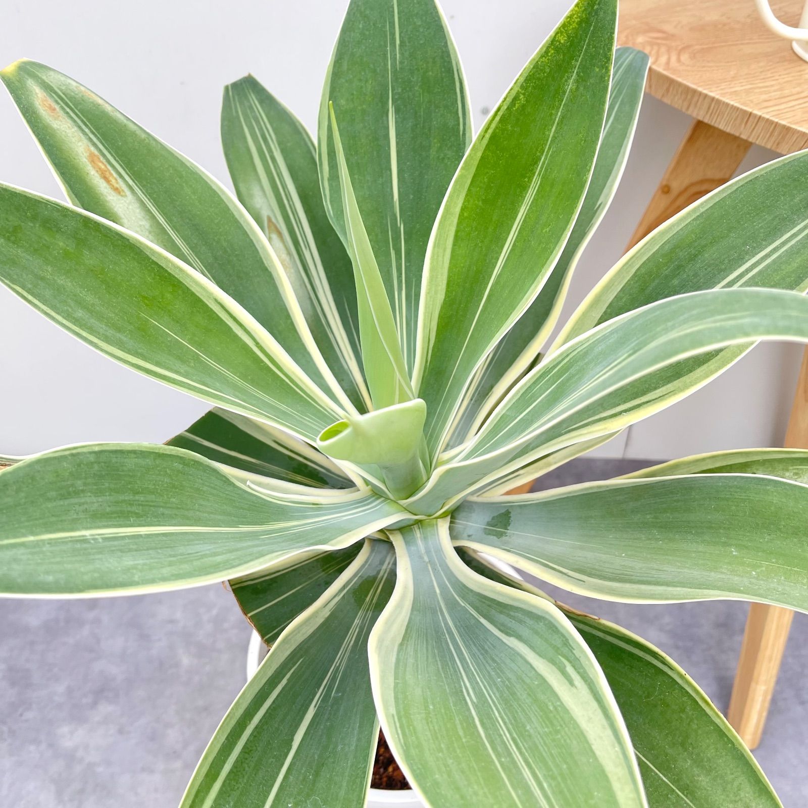 アガベ アテナータ 斑入り レオブライト 5【現品】☆希少☆ 観葉植物