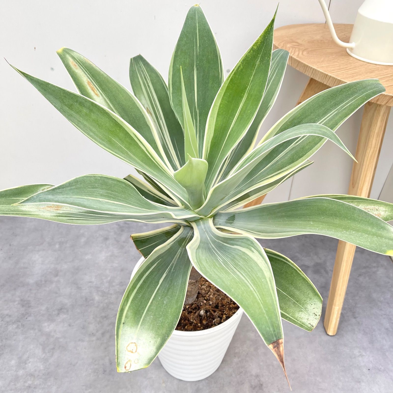 アガベ アテナータ 斑入り レオブライト 5【現品】☆希少☆ 観葉植物