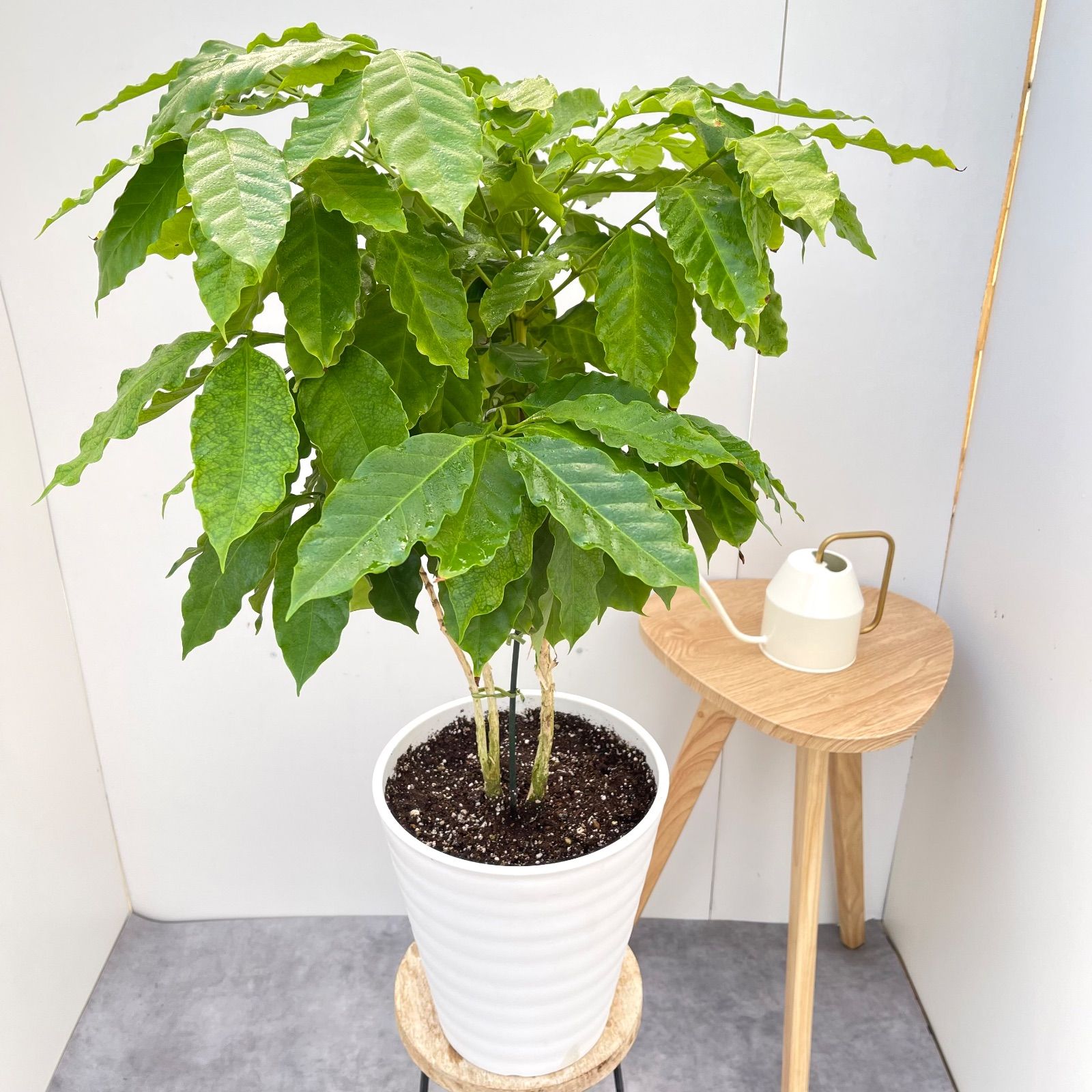 ヨネックス　26.0cm テニスシューズ 廃盤品】ミシェルマカロン 美脚になれるスカート ツイード XS ミニスカ