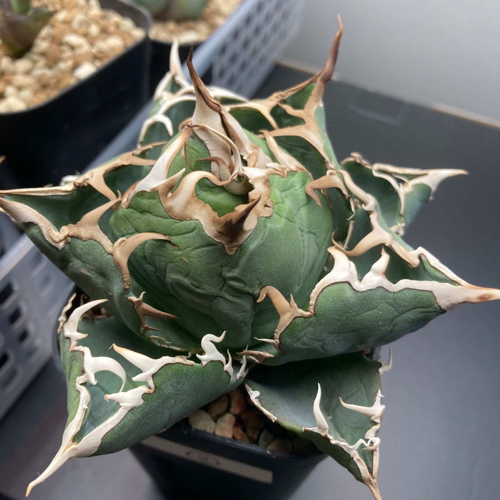 ② アガベ チタノタ オテロイ - メルカリ