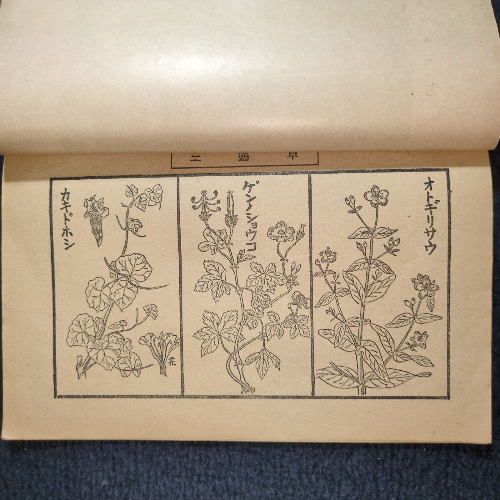 絵入◇郊外登山 趣味と薬草◇本草 漢方 薬学 草花 植物 民間療法 戦前