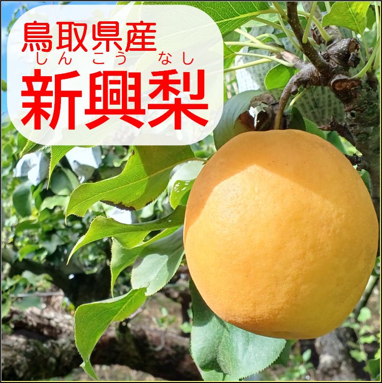 鳥取の梨】『新興梨』5Kg値下げ！家庭用
