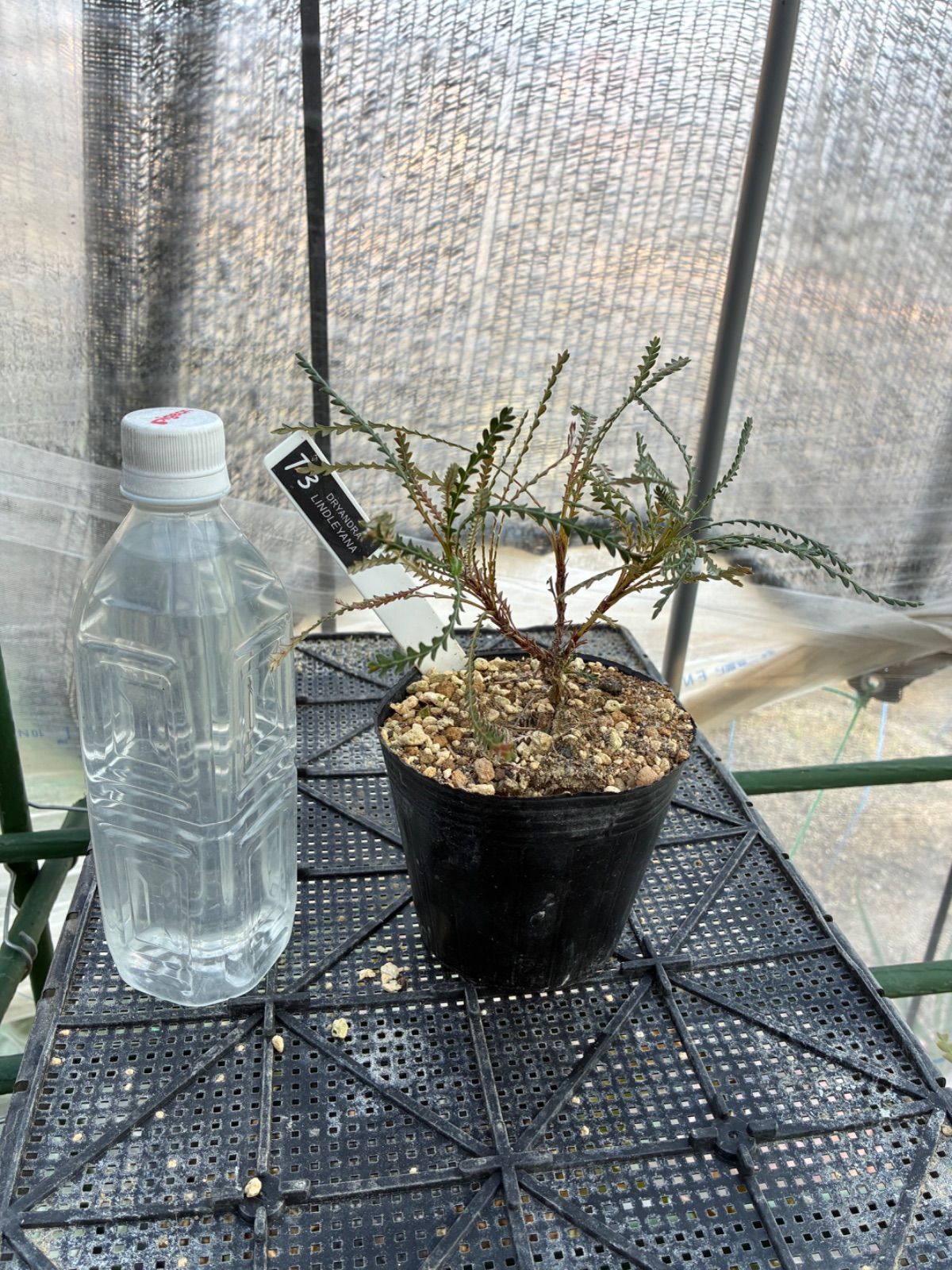 眼のサイエンス眼疾患の謎