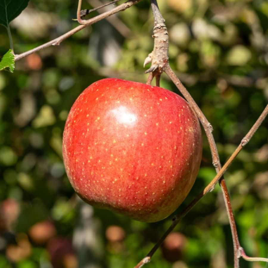 長野県産　豊野町　サンふじ 長野県産 豊野町 サンふじ 長野県産 豊野町 サンふじ 完熟サンフジ