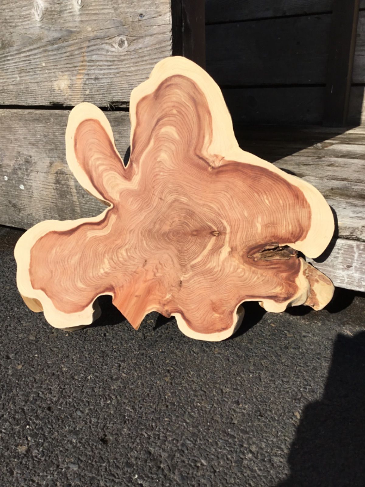 カイズカイブキ 輪切 【特大サイズ】 一枚板 無垢材 ウッドプレート