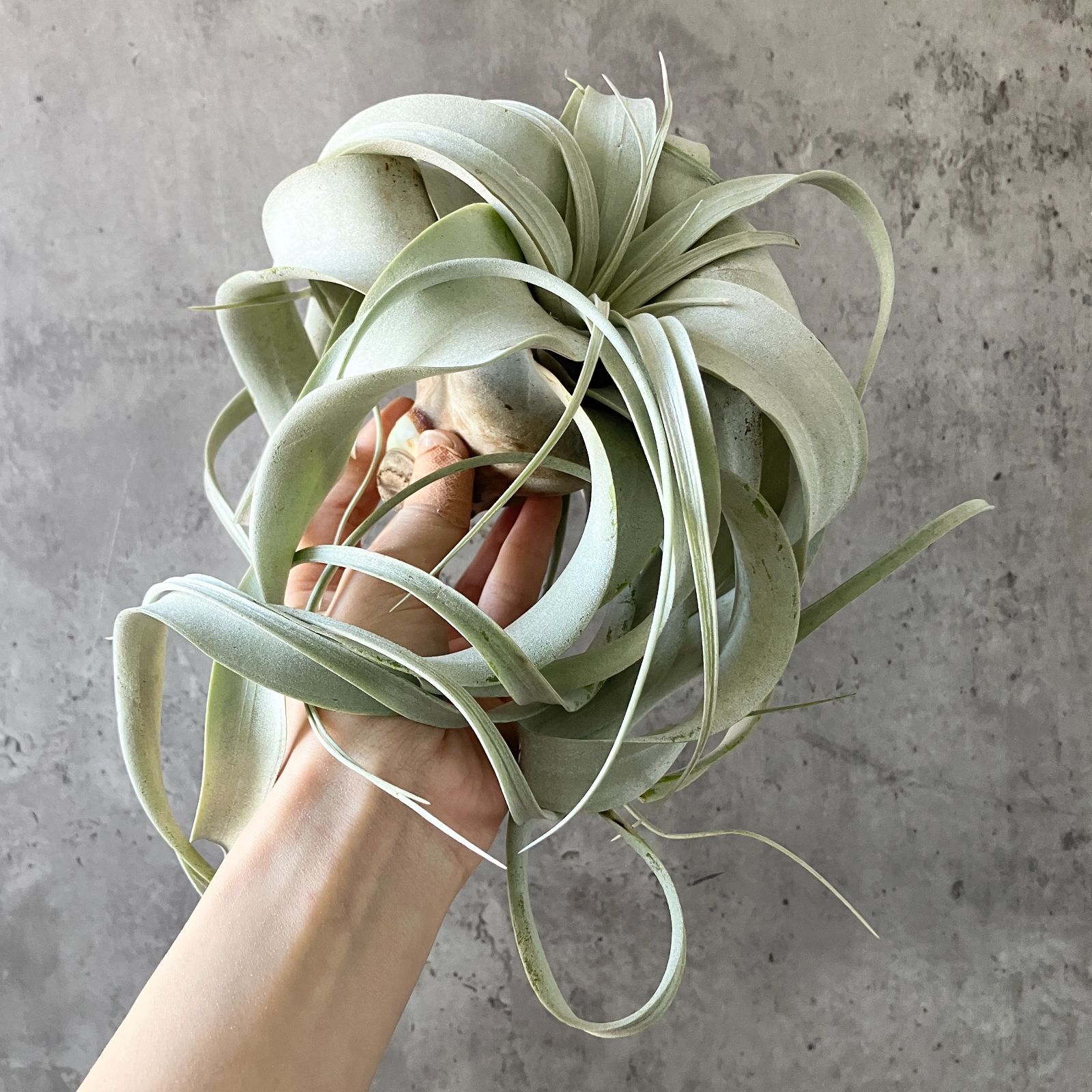 チランジア ロイテリ② (メルカリ便にてお届けします) チランジア ロイテリ② (メルカリ便にてお届けします) チランジア