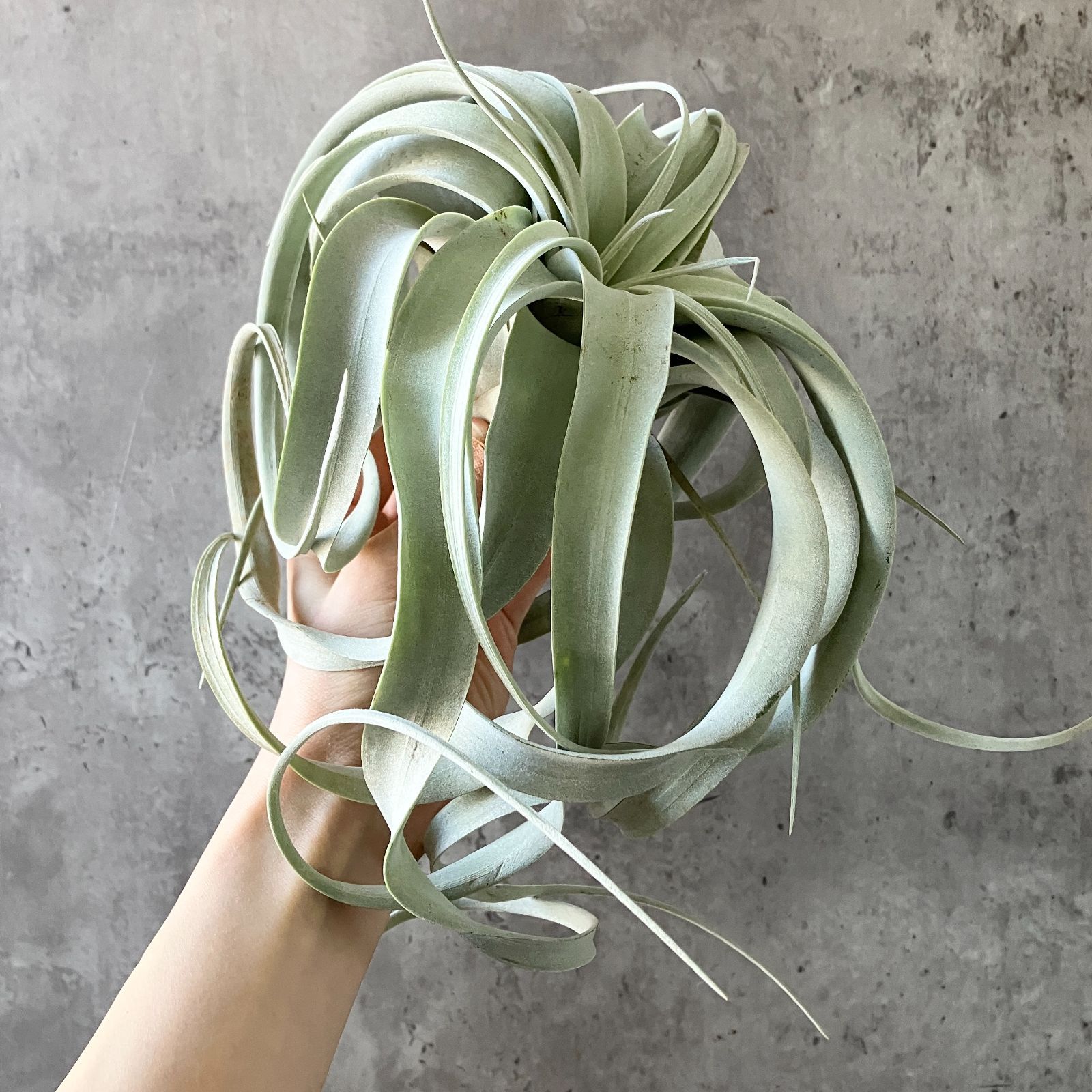 T2841☆美株 ロングリーフ☆ Lサイズ大株！ キセログラフィカ