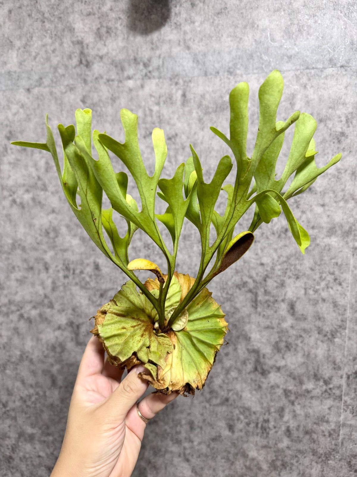 観葉植物 輸入直後!!【 Mサイズ】39 ▽P.ridleyi Wild from Central