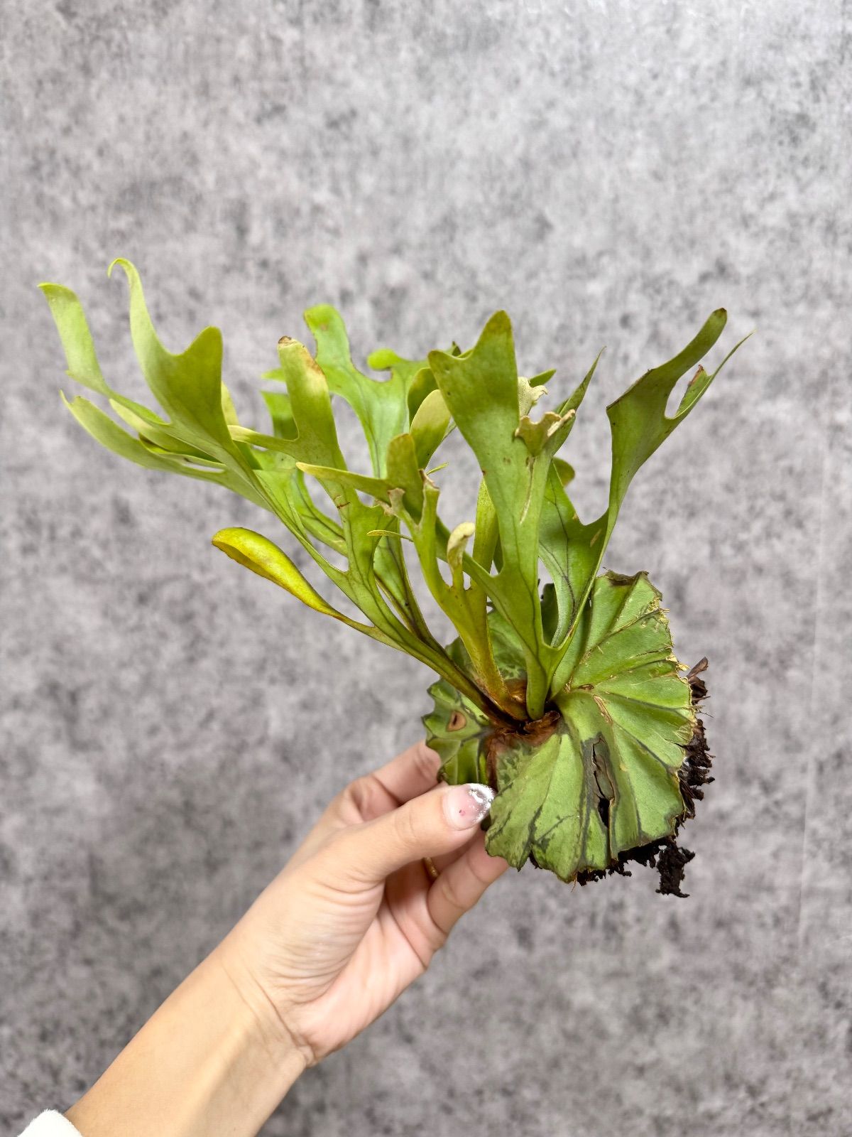 輸入直後!!【 Sサイズ】C25 ▽P.ridleyi Wild from Central Borneo