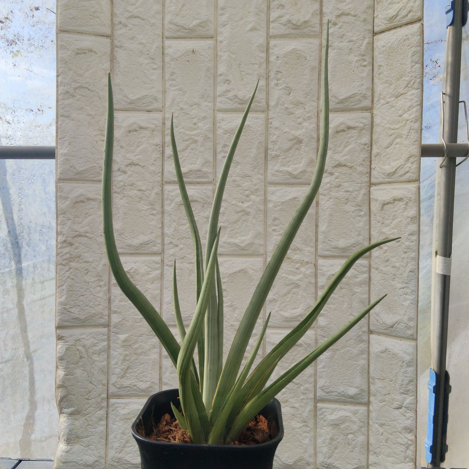 サンセベリア ダンシングドラゴン サンスベリア Sansevieria Dancing