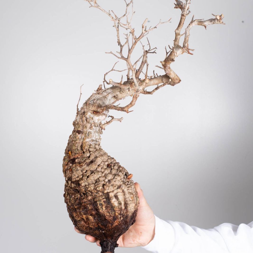 PP77 オペルクリカリア パキプス 11/16 入荷 Operculicarya pachypus