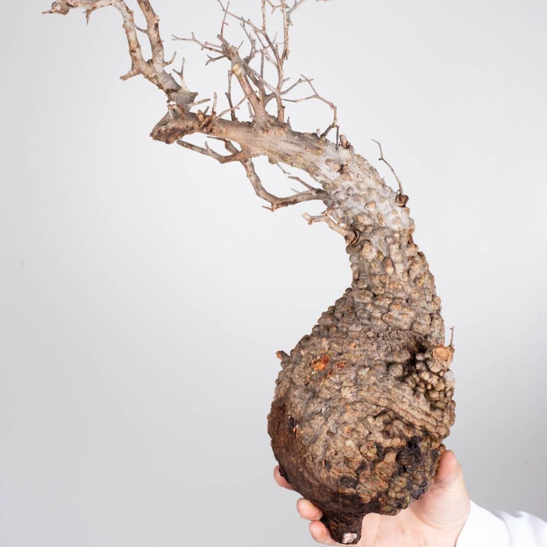 L*O様 オペルクリカリア HACHI-8公式】オペルクリカリア・パキプス -Operculicarya pachypus