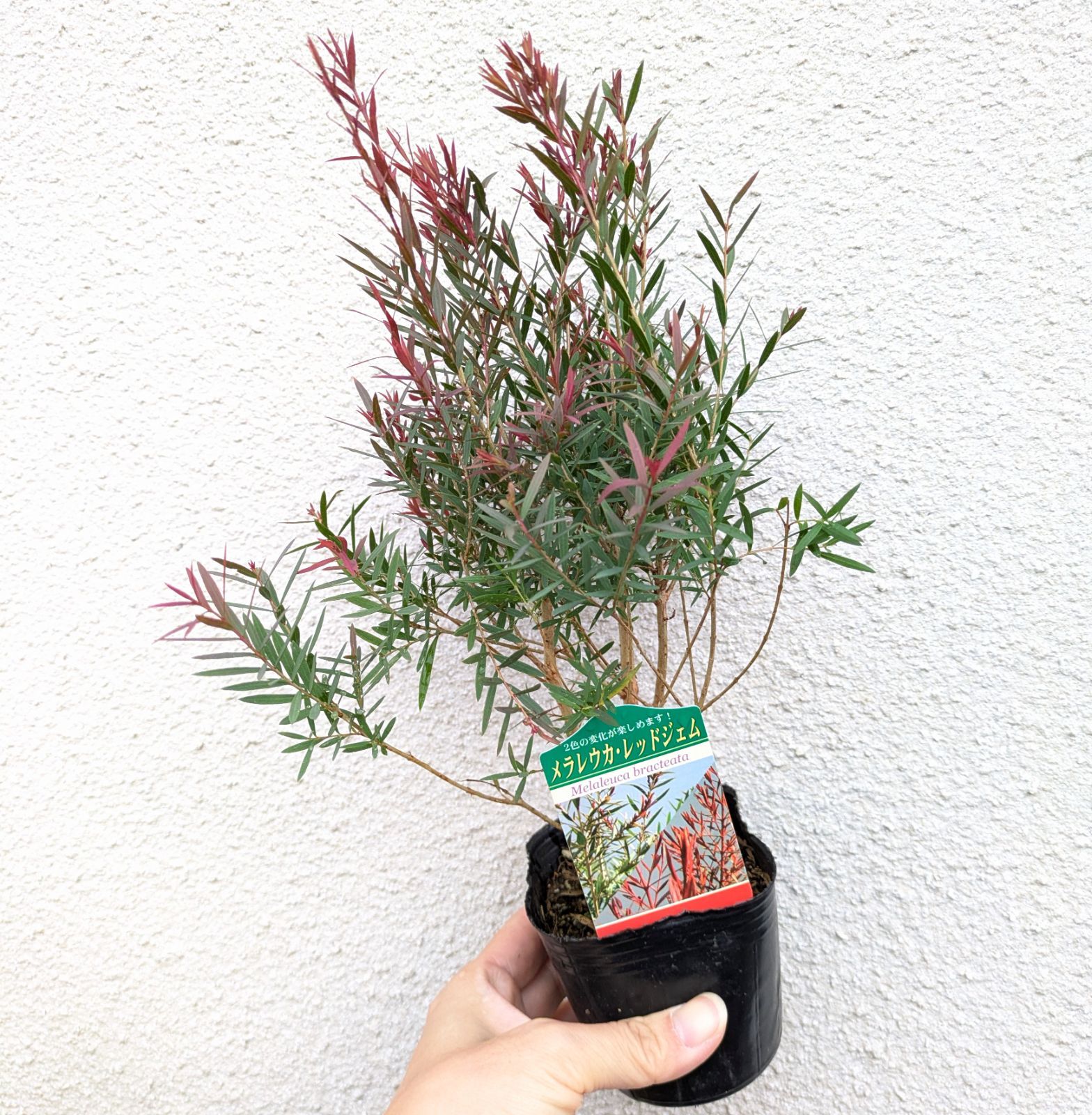 2苗セット】ティーツリー メラレウカ レッドジェム 3号苗 庭木 常緑