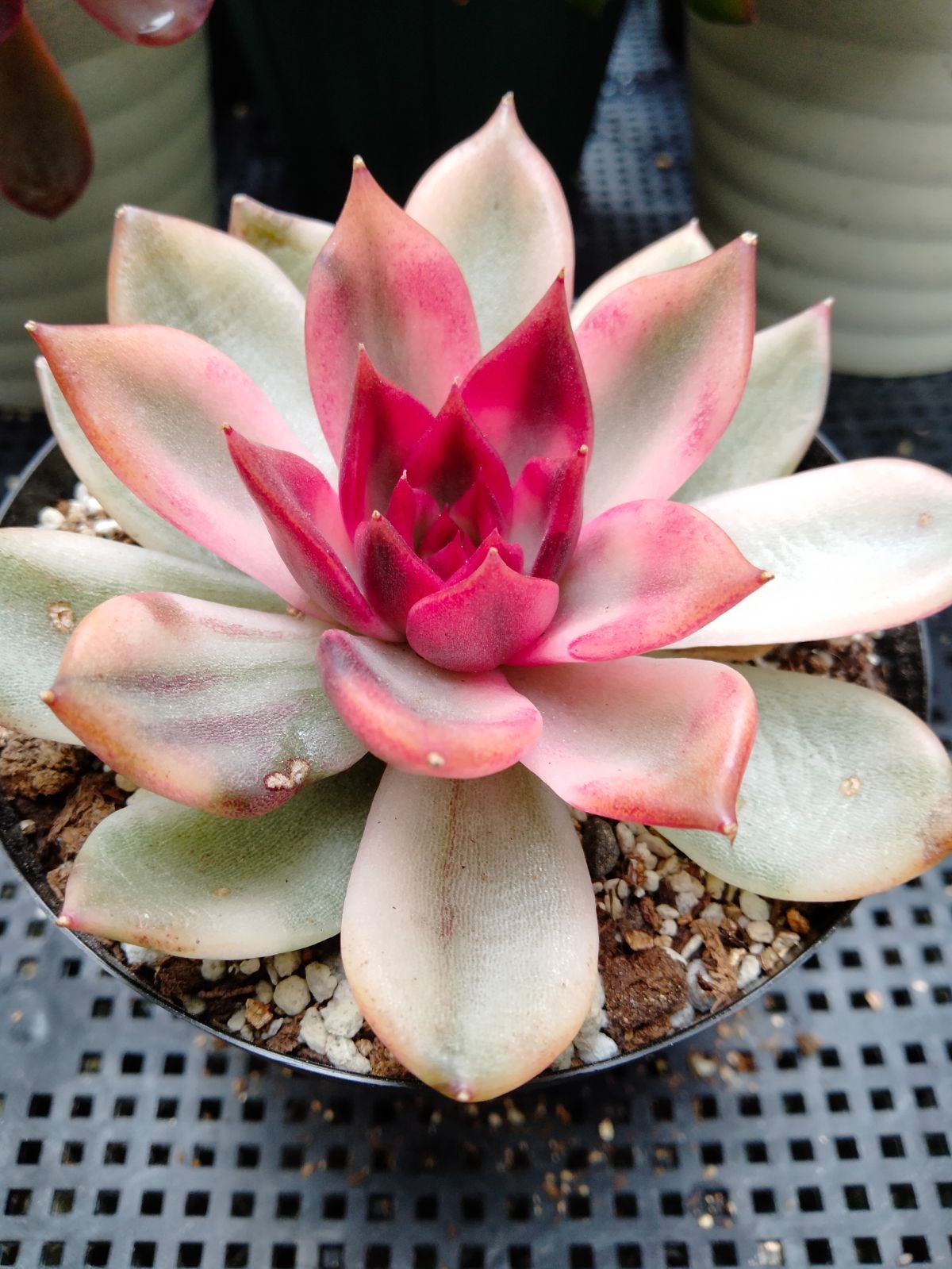 多肉植物 抜き苗 18株の抜き苗セット】ジュース 多肉植物 佐川急便発送 エケベリア 韓国