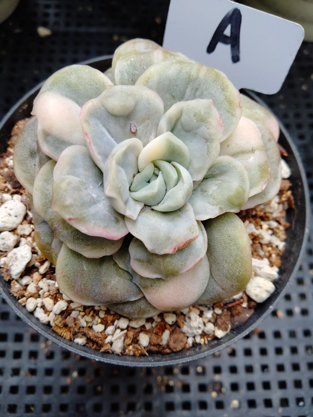 多肉植物 バンプラブリーローズ錦 白 A - メルカリ