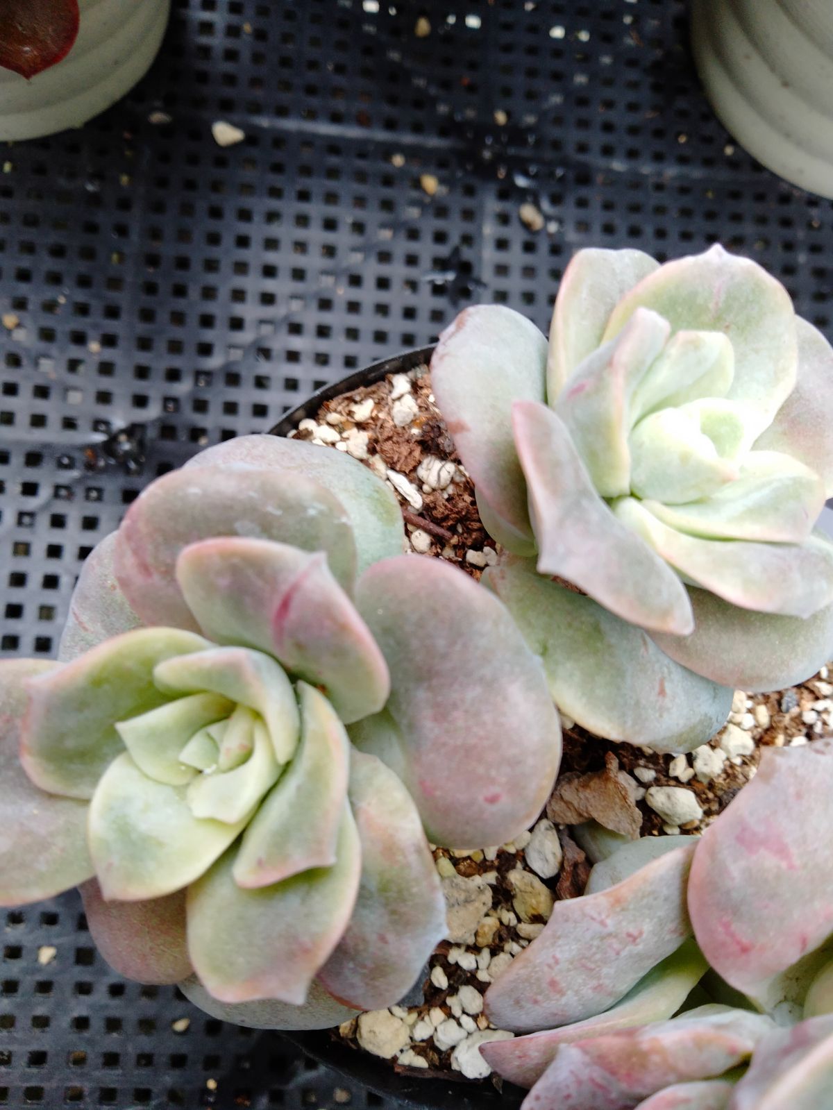 多肉植物 ラブリーローズ錦 赤 葉挿し苗1年生 B - メルカリ